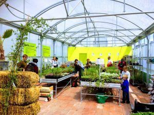 Plantas vivaces en Madrid