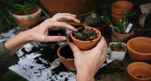 Plantas vivaces Madrid