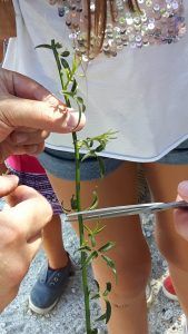 esqueja/multiplica tus propias rosas