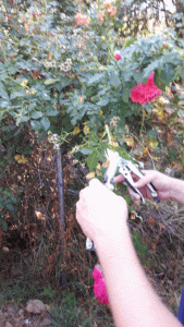 esqueja/multiplica tus propias rosas
