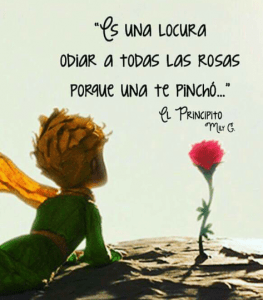 esqueja/multiplica tus propias rosas