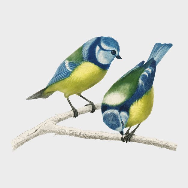 casa_de_pájaros