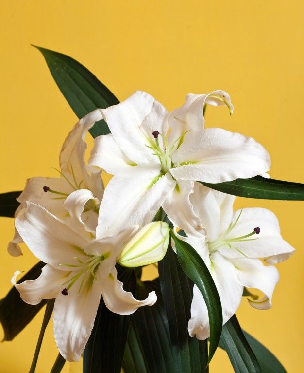 flores_amorosas