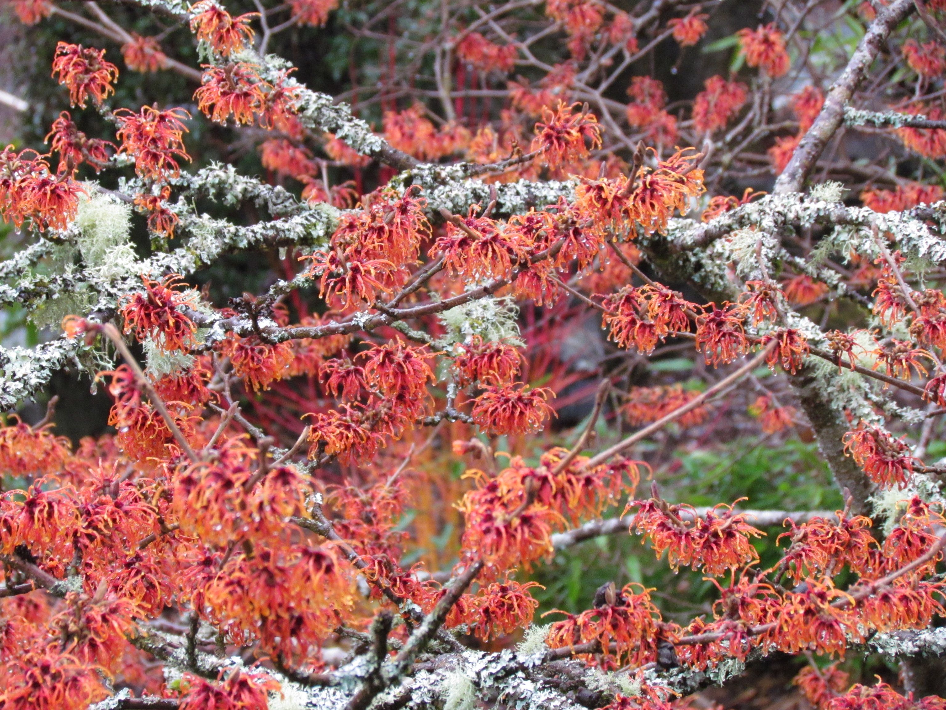 jardin_de_invierno