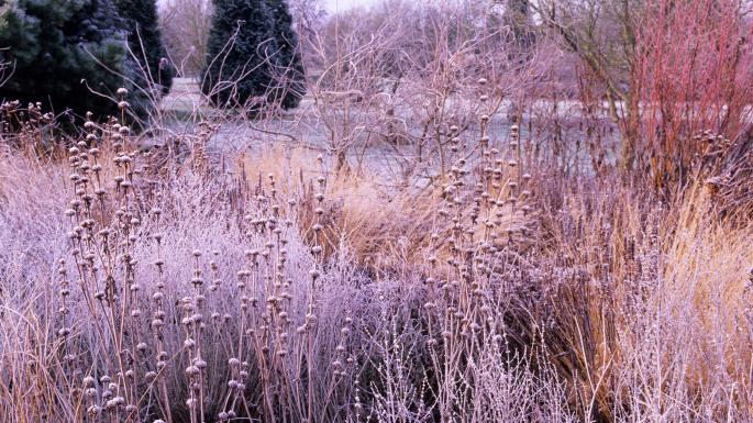 jardin_de_invierno
