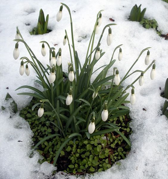 jardin_de_invierno