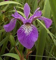 jardin_de_invierno