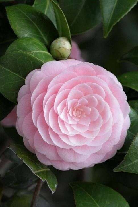 jardin_de_invierno