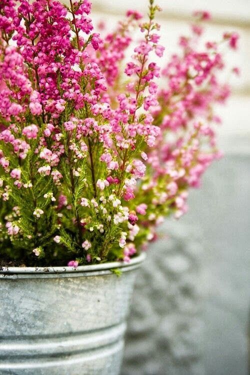 jardin_de_invierno