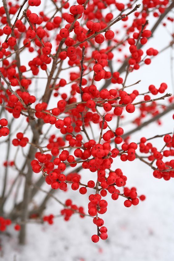 jardin_de_invierno