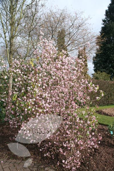 jardin_de_invierno