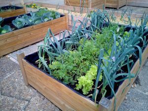 jardin_de_invierno