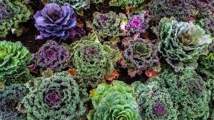 jardin_de_invierno