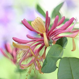 jardin_de_invierno