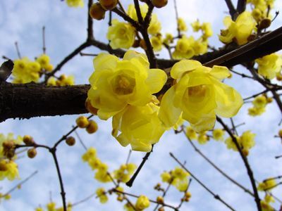 jardin_de_invierno