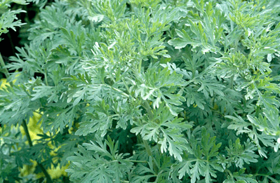 artemisia_arborescens