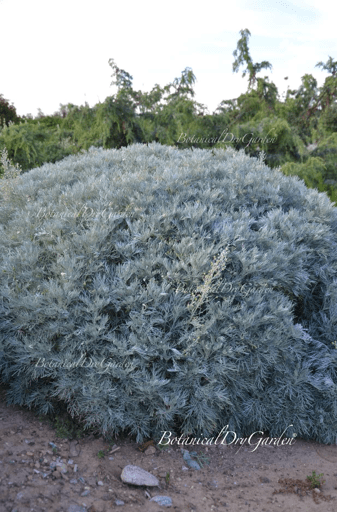 artemisia_arborescens