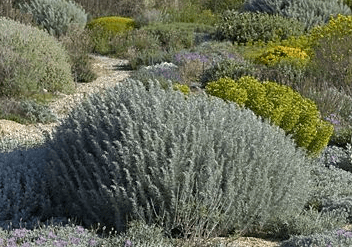artemisia_arborescens