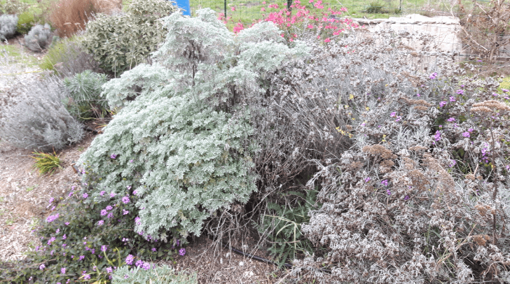 artemisia_arborescens