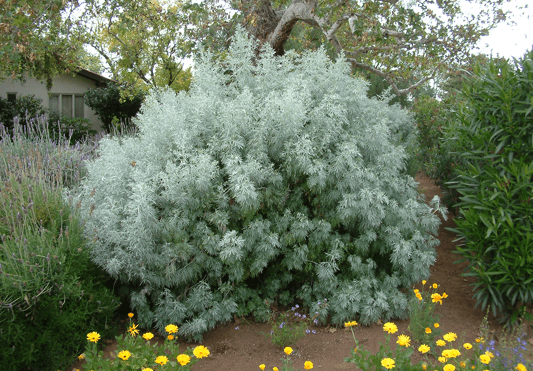 artemisia_arborescens