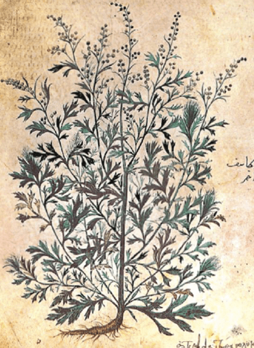 artemisia_arborescens