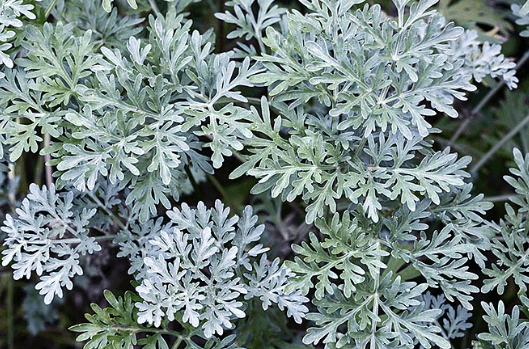 artemisia_arborescens