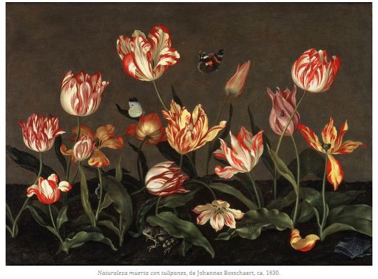 tulipán