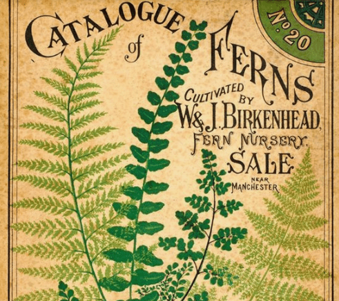 Detalle decorativo de Pteridomanía