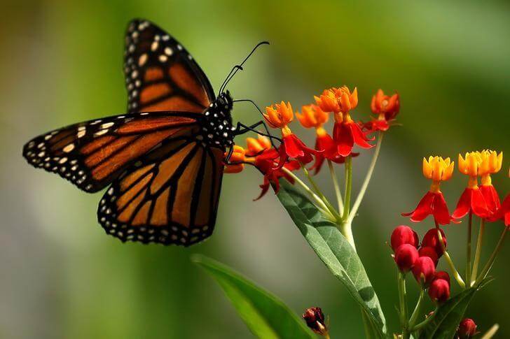 Mariposa Monarca comiendo algodoncillo
