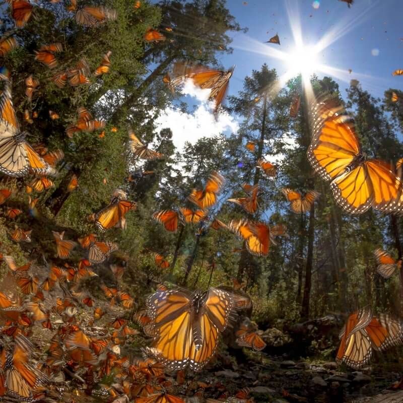 Migración de la mariposa monarca