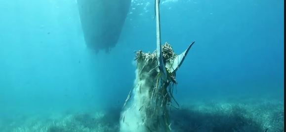 Posidonia oceanica