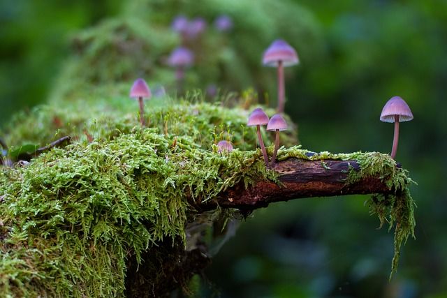 jardines de musgo